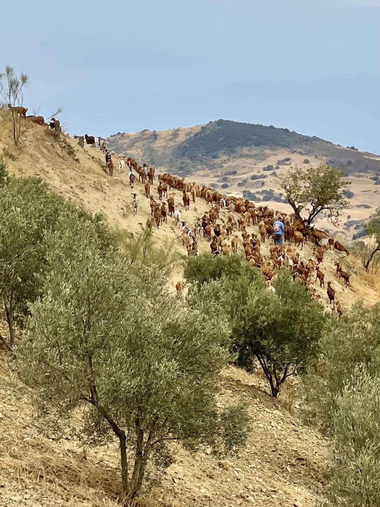 Finca El Sueno Andaluz Villanueva de la Concepción المظهر الخارجي الصورة